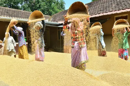 Cooperative societies to procure paddy directly from farmers in Kerala