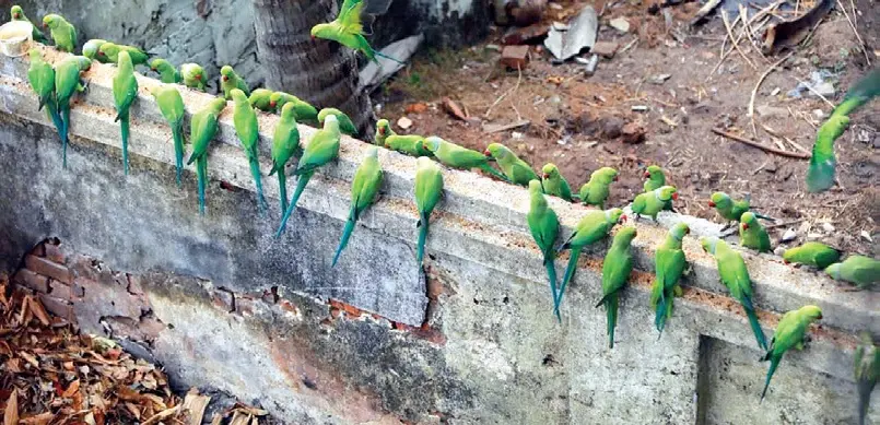 Parrots visiting Udayan's house