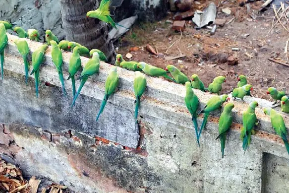 Hundreds of parrots are regular visitors to this house; a unique story of human-bird friendship