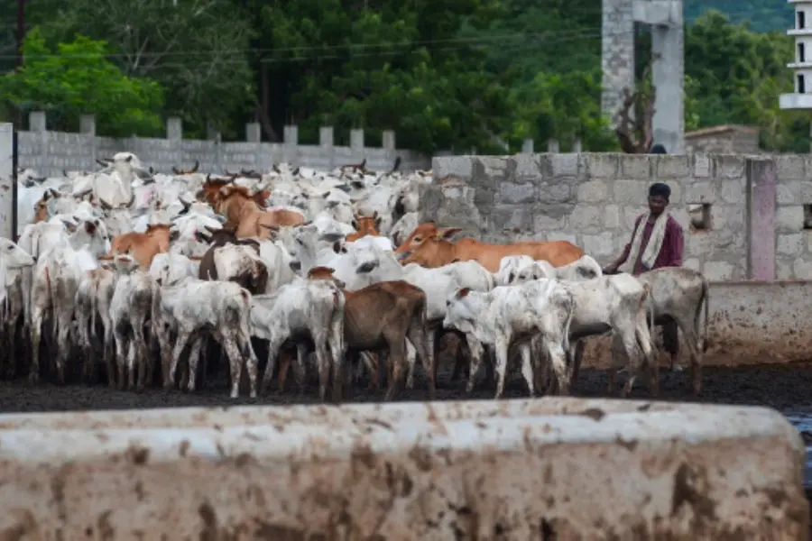Karnataka passes anti-cow slaughter bill amid opposition parties' boycott and walkout