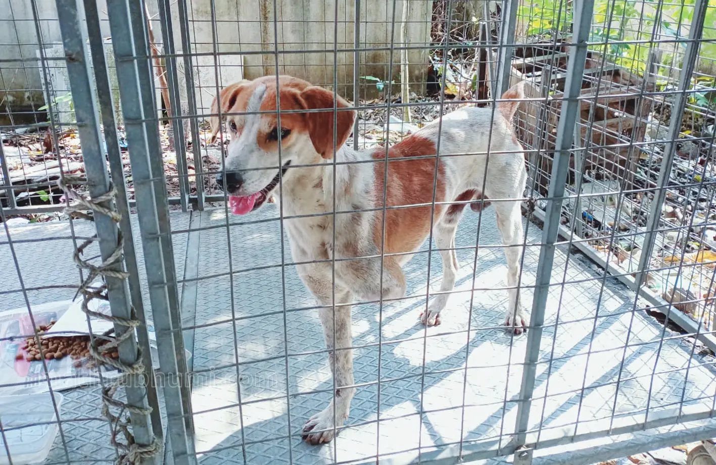 Scooby in the cage in hospital compound after surgery