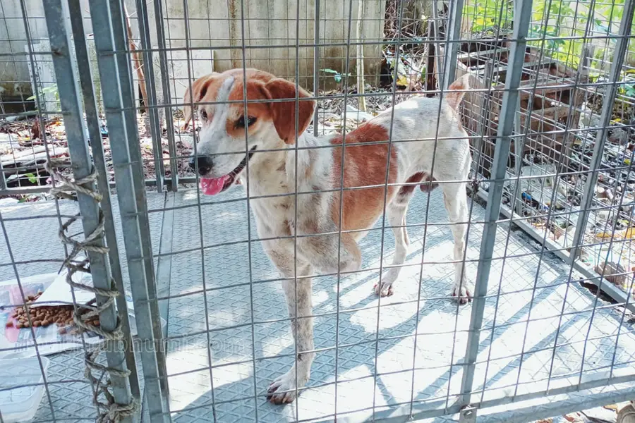 Scooby recovering slowly after injured leg amputated