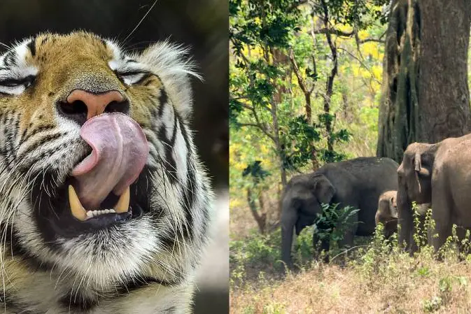 Edamalayar witness rare battle between elephant and tiger; both found dead