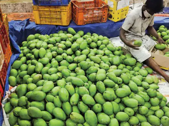 Mangoes being packed at a storage facility in Muthalamada | Photo: Mathrubhumi