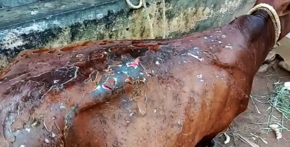 A cow injured in acid attack | File photo: Mathrubhumi