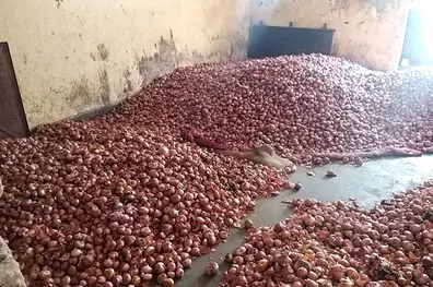 Onion price almost doubles within 2 weeks in state