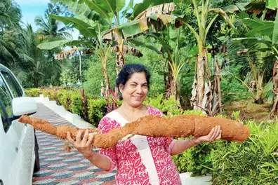 Kottayam family harvests 2-metre-long giant tapioca weighing 10 kg