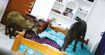 Wild boars inside bedroom of Alamala Mohanan's house