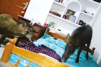 2 wild boars barge into bedroom of house in Kozhikode; shot dead
