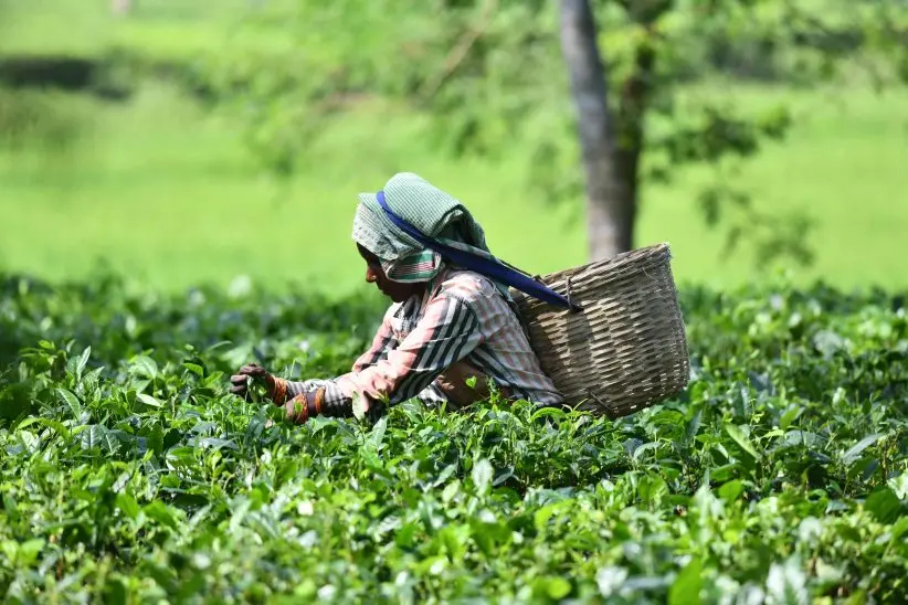 Massive dip in tea price; plantation sector in crisis