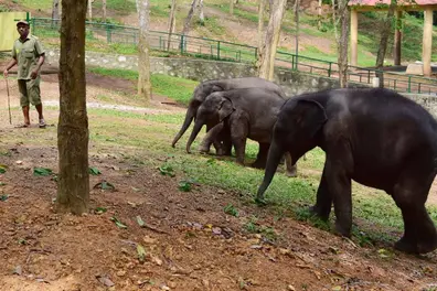 Elephant calf dies of viral infection at Kottoor rehabilitation centre