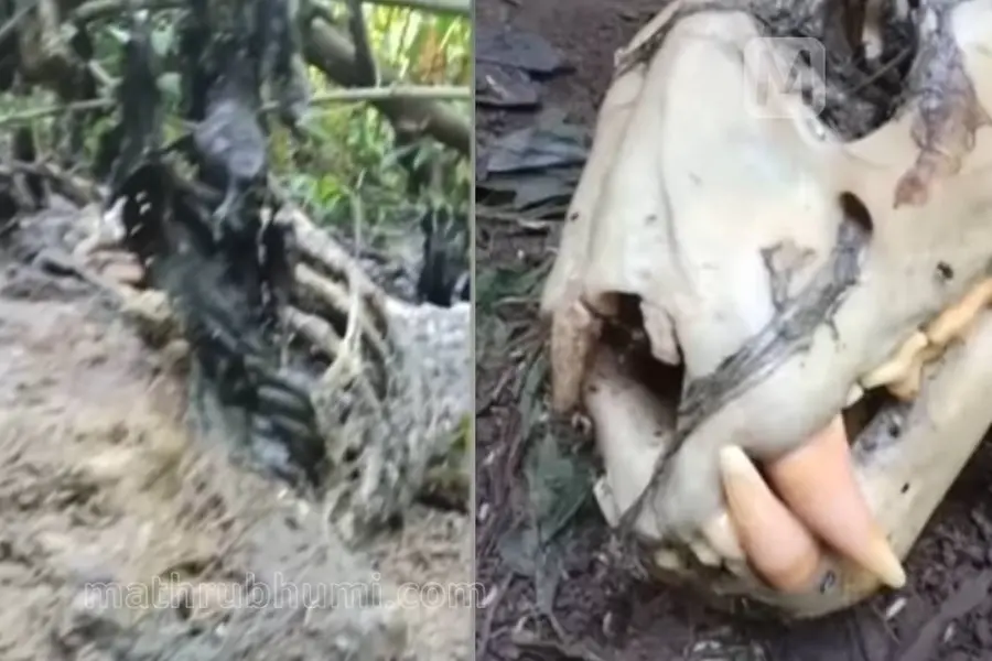 Turf war at Pooyamkutti: Forest officials suspect second tiger
