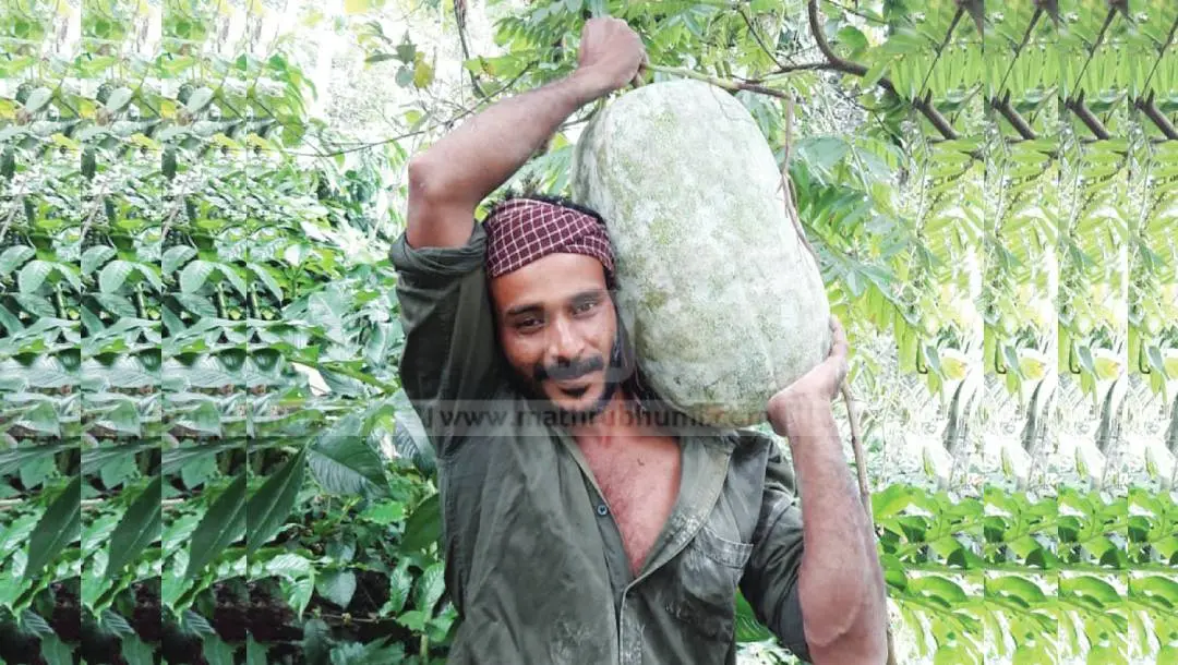 Joshy with the giant ash gourd grown in his farm