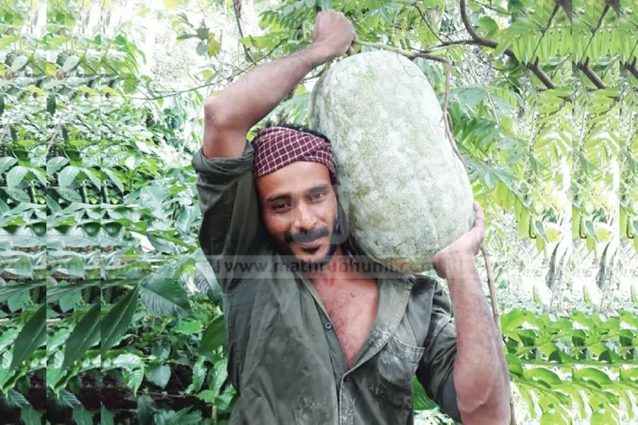 Wayanad farmer gets 18.48 kg ash gourd using only cow dung as fertilizer