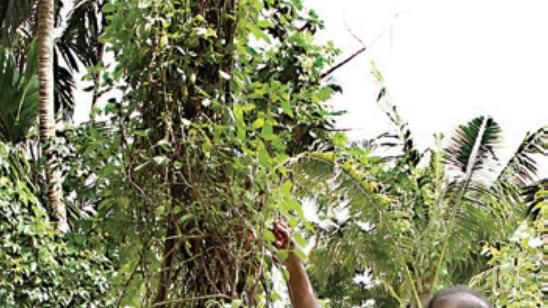 Tulsi plant grows to a height of 340 cm in Ernakulam; aims at Guinness  record | Mathrubhumi English
