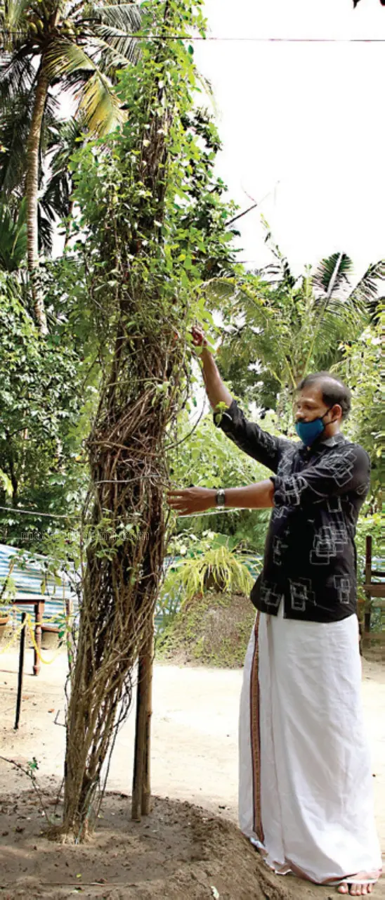 Tulsi plant grows to a height of 340 cm in Ernakulam; aims at Guinness  record | Mathrubhumi English