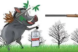 Conditions to shoot down wild boar relaxed in state