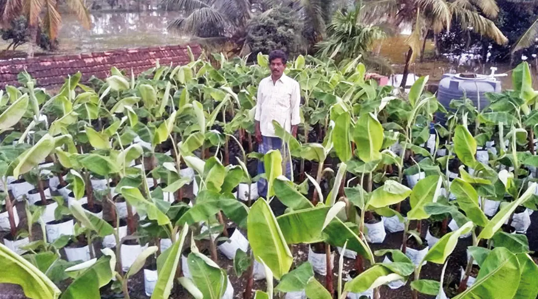 Dayanandan on his roof top full of banana saplings