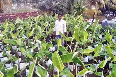 Farmer plants banana saplings in grow bags, saves them from rain havoc