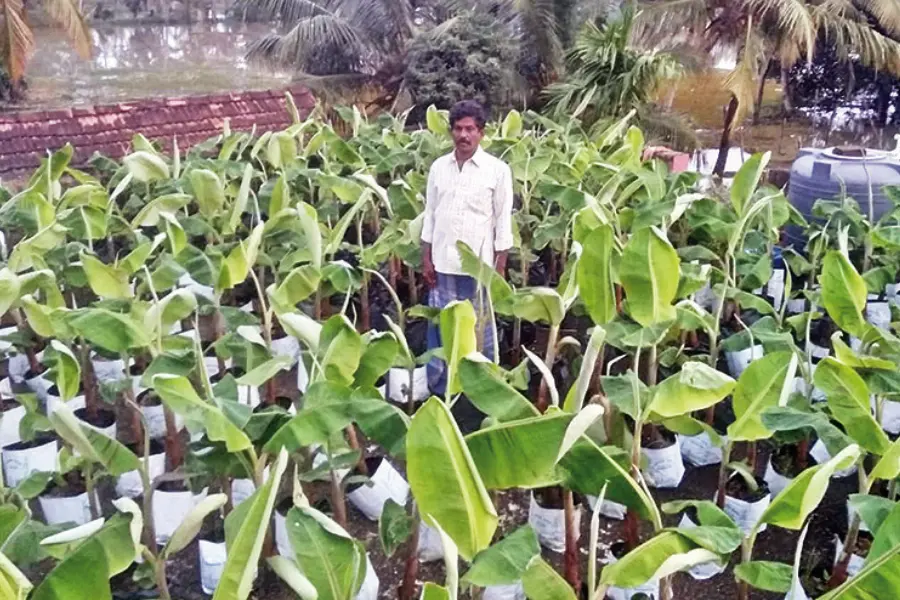 Farmer plants banana saplings in grow bags, saves them from rain havoc