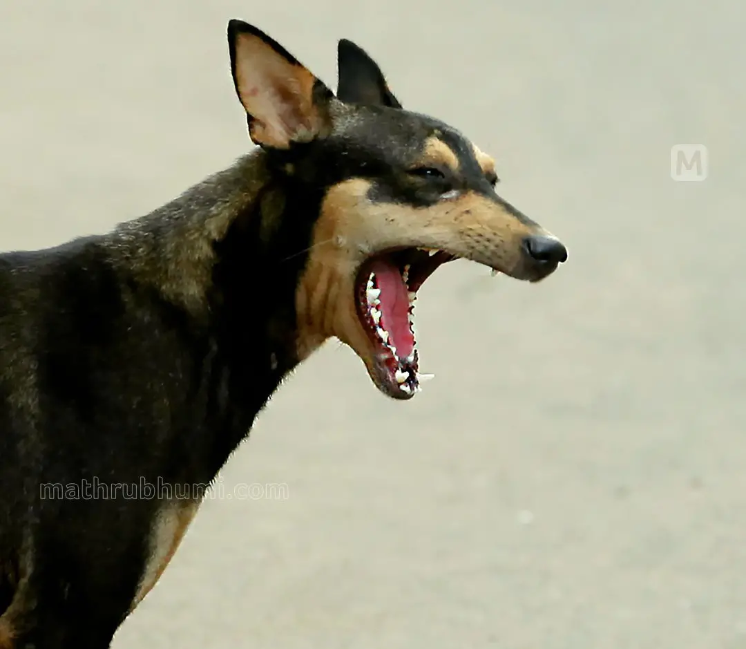 Representational image | Photo: Mathrubhumi