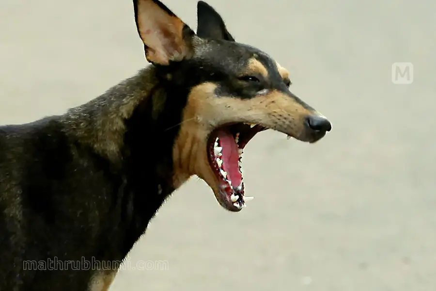 Boy dies after he hid pet dog attack from family fearing injection