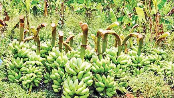 Kadali bananas in Alex's plantation