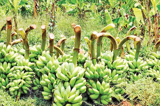 No buyers during lockdown; farmer gives costly Kadali bananas for free