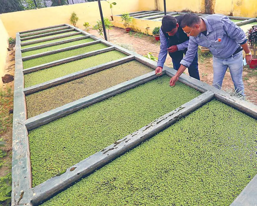 Azolla pinnata prepared at Ranchi Agricultural University for microalgal production
