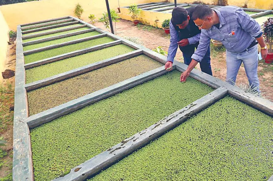 Biodiesel from algae: Kerala govt to ponder over technicality and feasibility