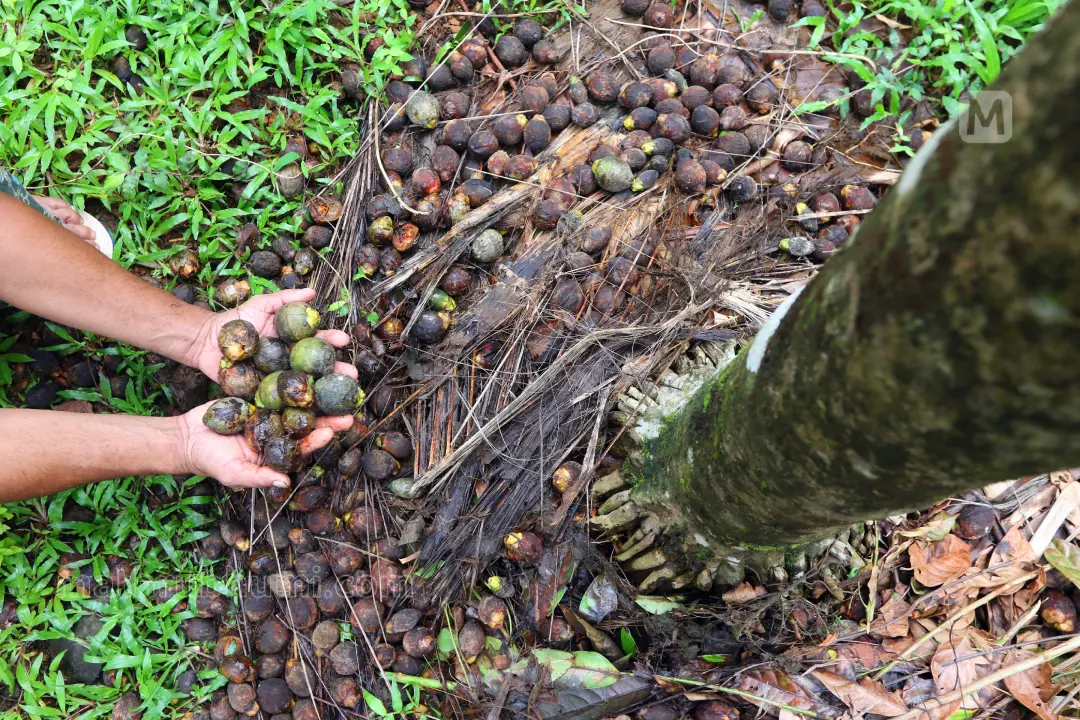 Areca nut affected with fruit rot disease | Photo: Mathrubhumi