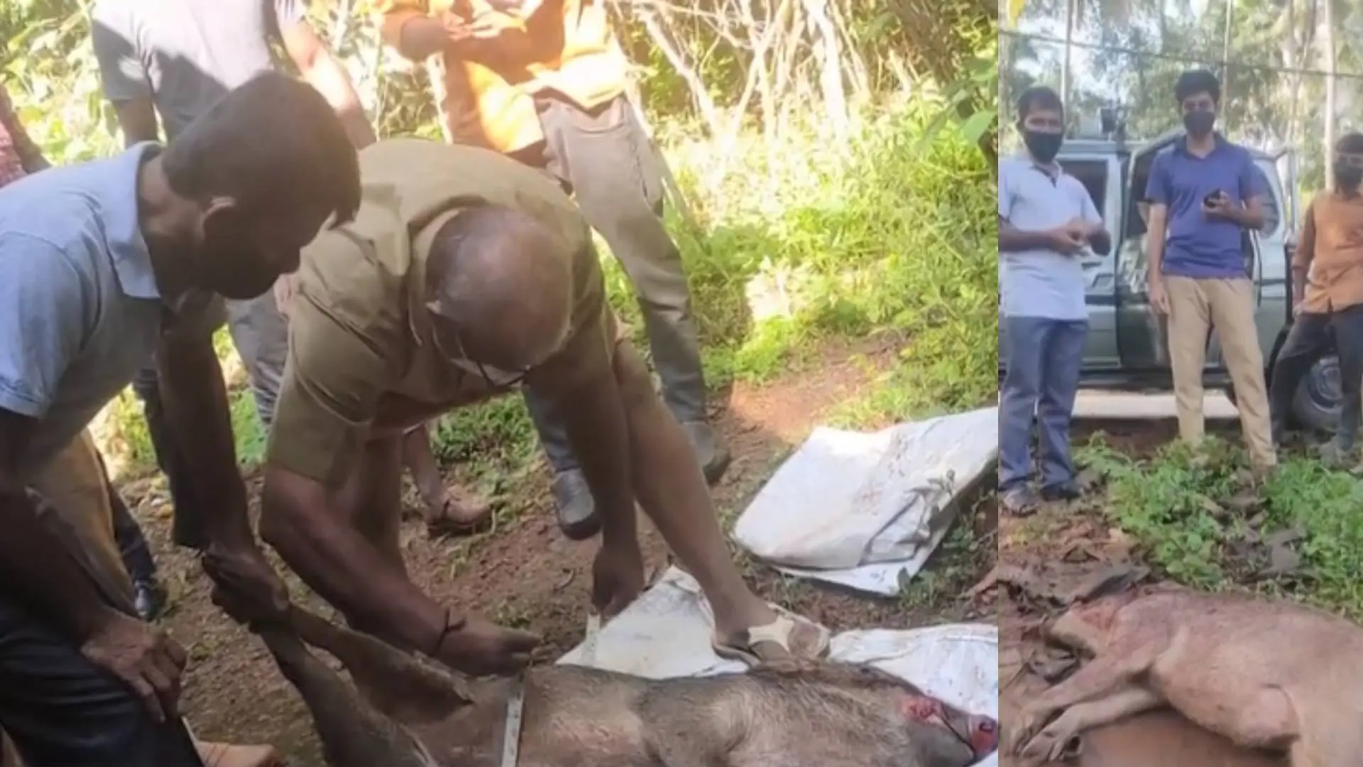 Forest officials inspecting carcass of wild boar