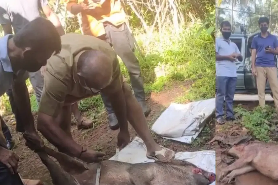 State approaches centre to declare wild boars as vermin
