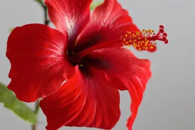 Hibiscus flower stir fry is an exciting lockdown experiment