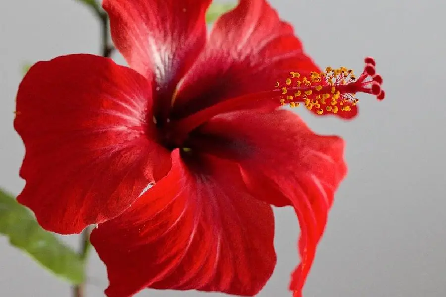 Hibiscus flower stir fry is an exciting lockdown experiment