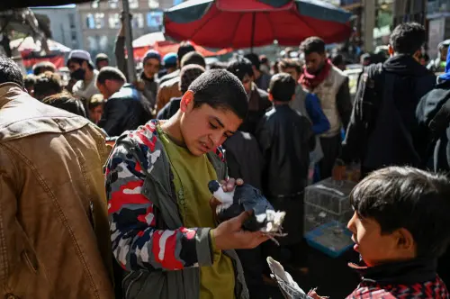 An Afghan boy inspects a pigeon at a bird market in Kabul |AFP