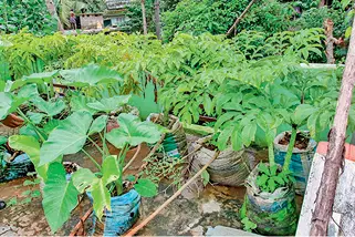 Wild animal menace: Kollam villagers forced to take up roof top farming