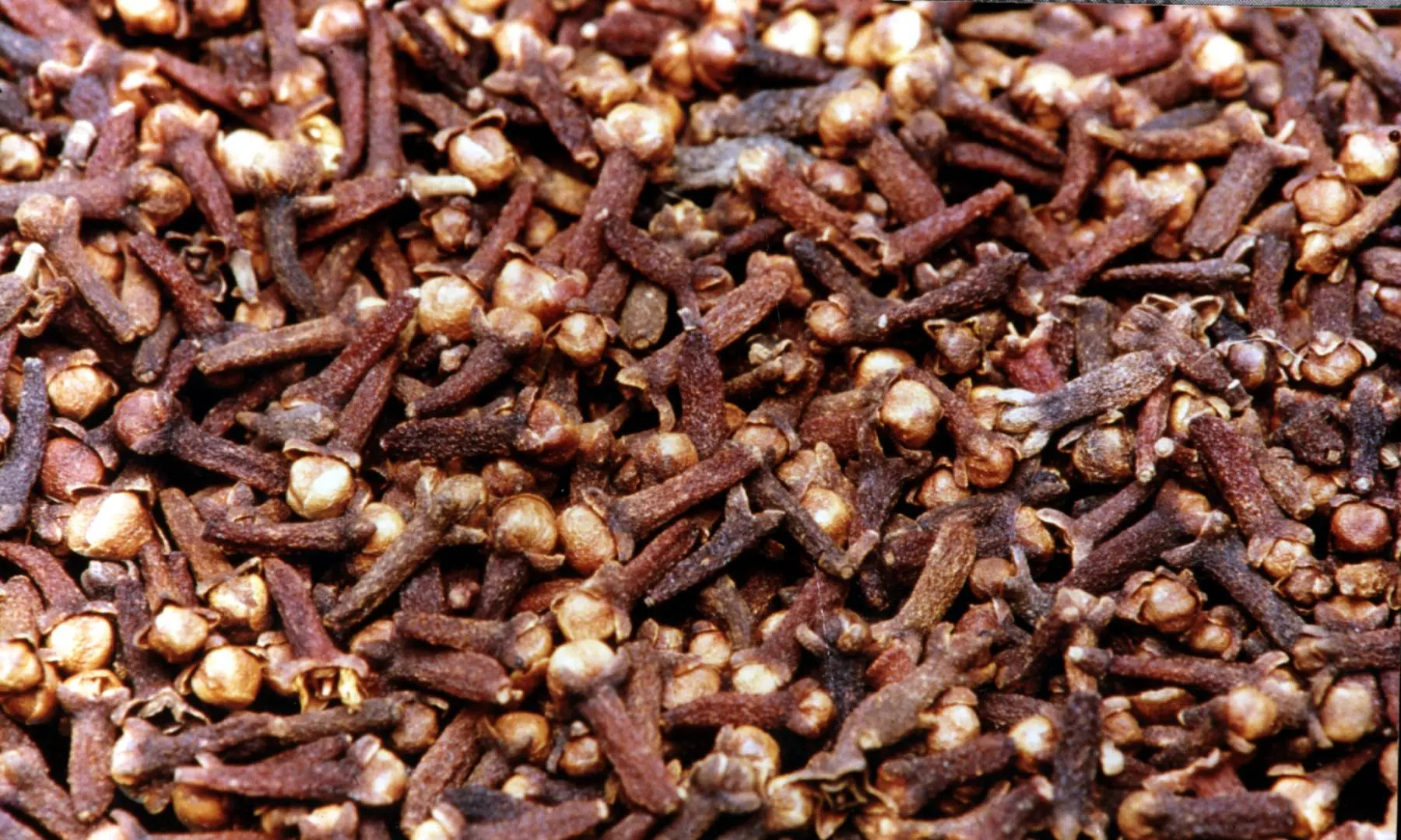 Cloves | Photo: Mathrubhumi