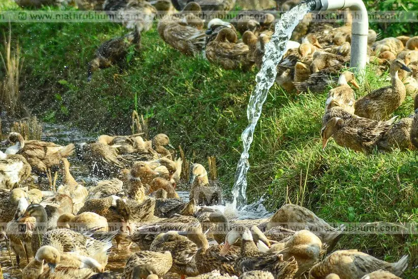 Around 4000 ducks die in Kuttanad; Disease not confirmed