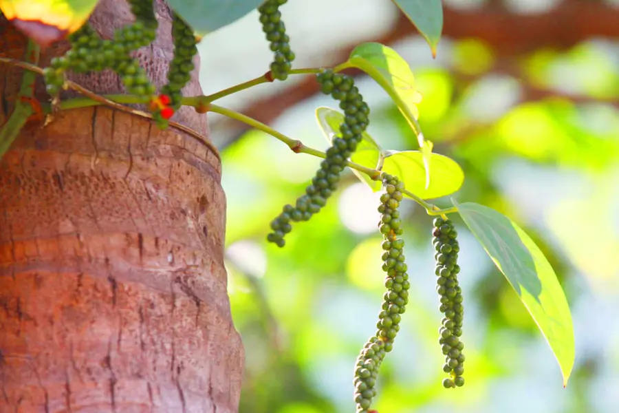 Pepper price nosedives after arrival of low-cost Brazilian pepper