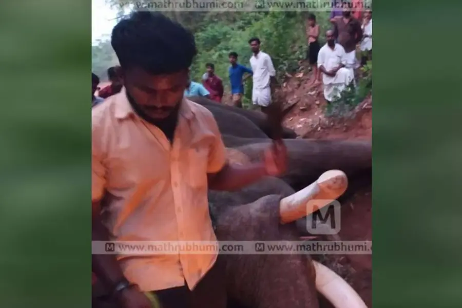കുഴഞ്ഞുവീണ ആനയ്ക്കടിയില്പ്പെട്ട് പാപ്പാന്മാര്ക്ക് പരിക്ക്