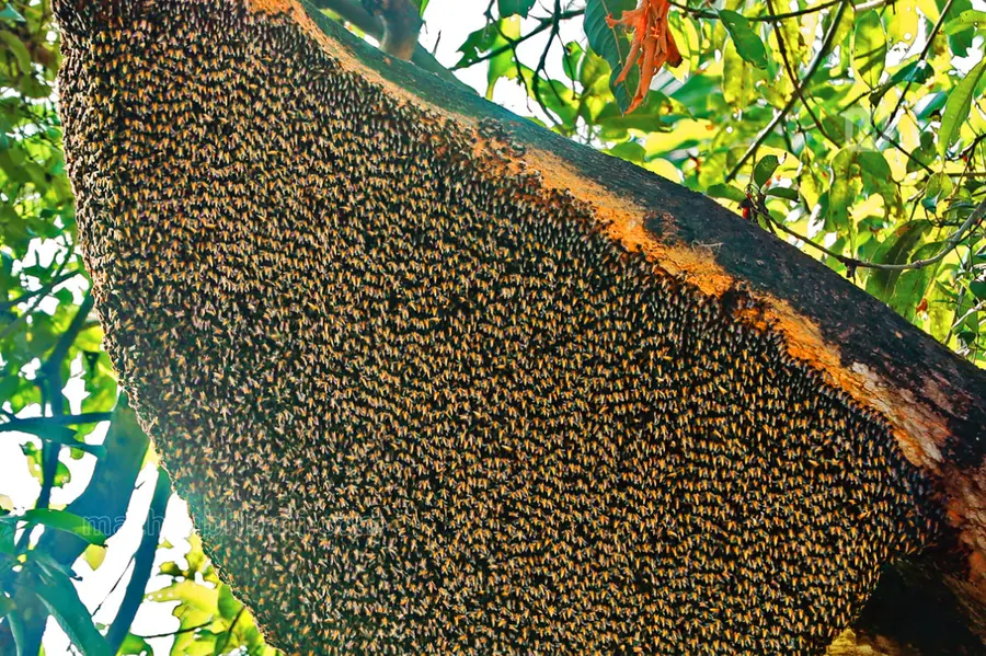 Honeybee attack: Two die, four hospitalized in separate incidents in Palakkad
