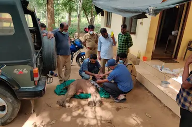Tired elephant calf found abandoned in Chimmini forest rescued by forest rangers