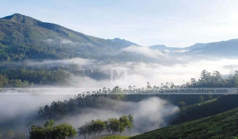 Frost covered tea plantations in Munnar