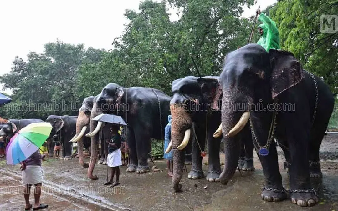 ആനക്കോട്ടയിൽ നിന്നുള്ള ദൃശ്യം| ഫോട്ടോ: മനീഷ് ചേമഞ്ചേരി/ മാതൃഭൂമി