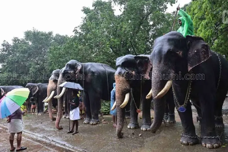 മഴയുടെ കുളിരില് ഗുരുവായൂരിലെ ആനകള്ക്ക് സുഖചികിത്സ