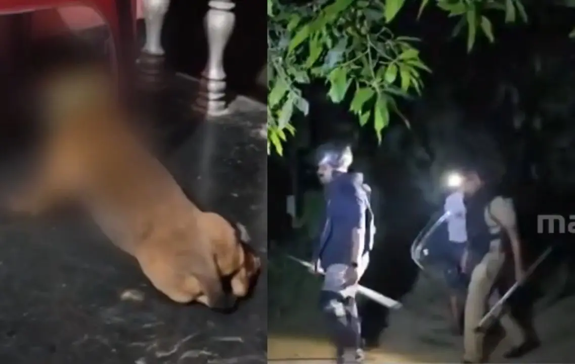 Visual of injured dog-Forest officials on search mission