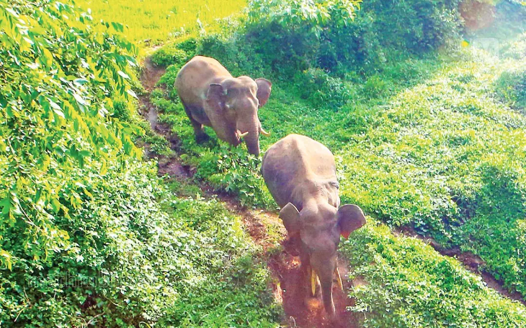 Representational Image | Photo: Mathrubhumi archives