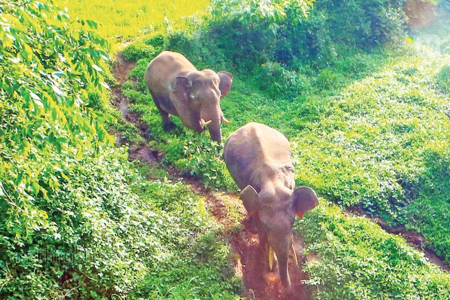 344 killed in human-wildlife conflict in Kerala since 2021: Minister Bhupendra Yadav