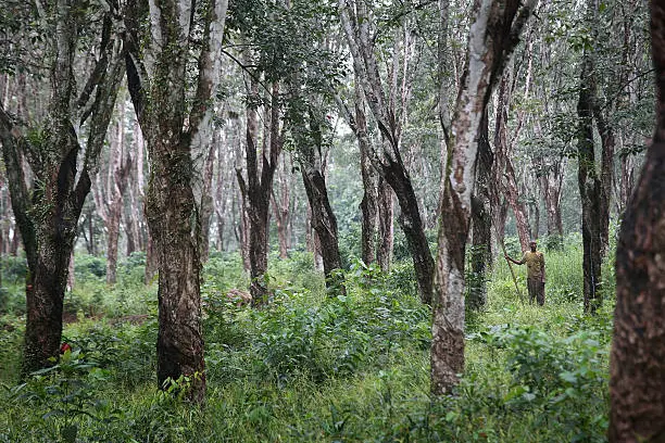 Rubber prices bounce back, cross ₹200 after 5-month slump